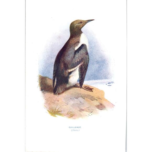 None Other - Guillemot Bird 1903 Original Color Engraving Plate Print AD8-B1
